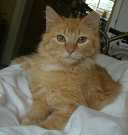 cat