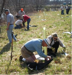 planting-trees